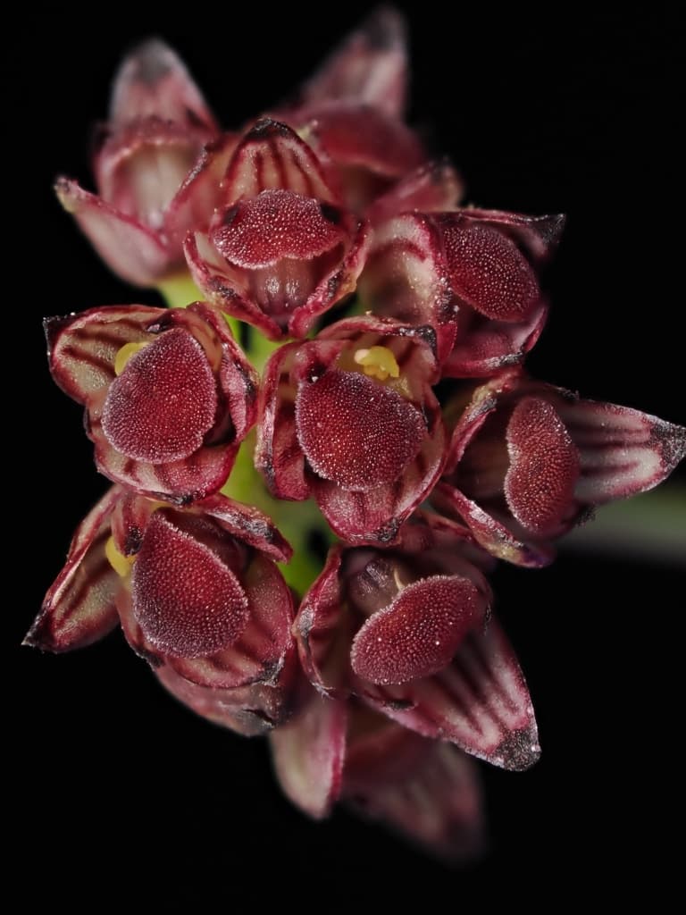 Bulbophyllum globiceps
