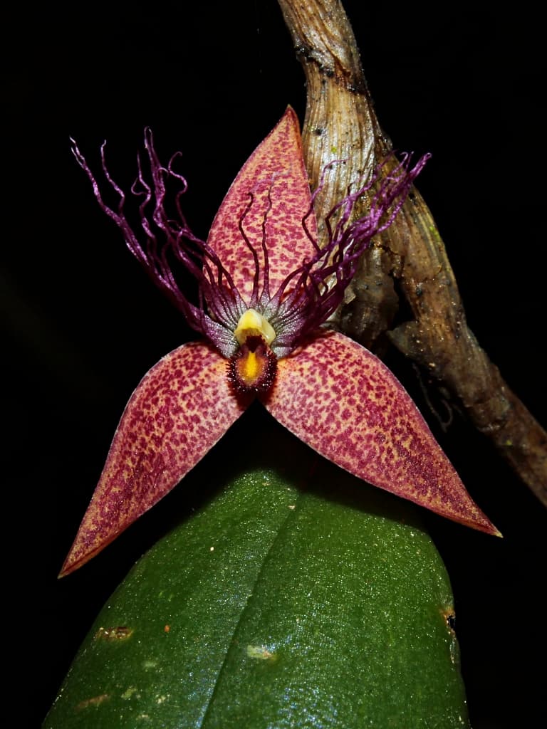 Bulbophyllum wiratnoi