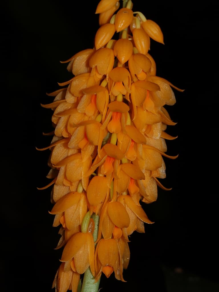 Calanthe ventilabrum