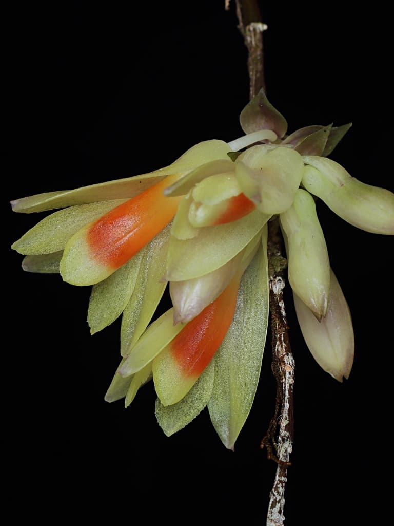Dendrobium wanmae