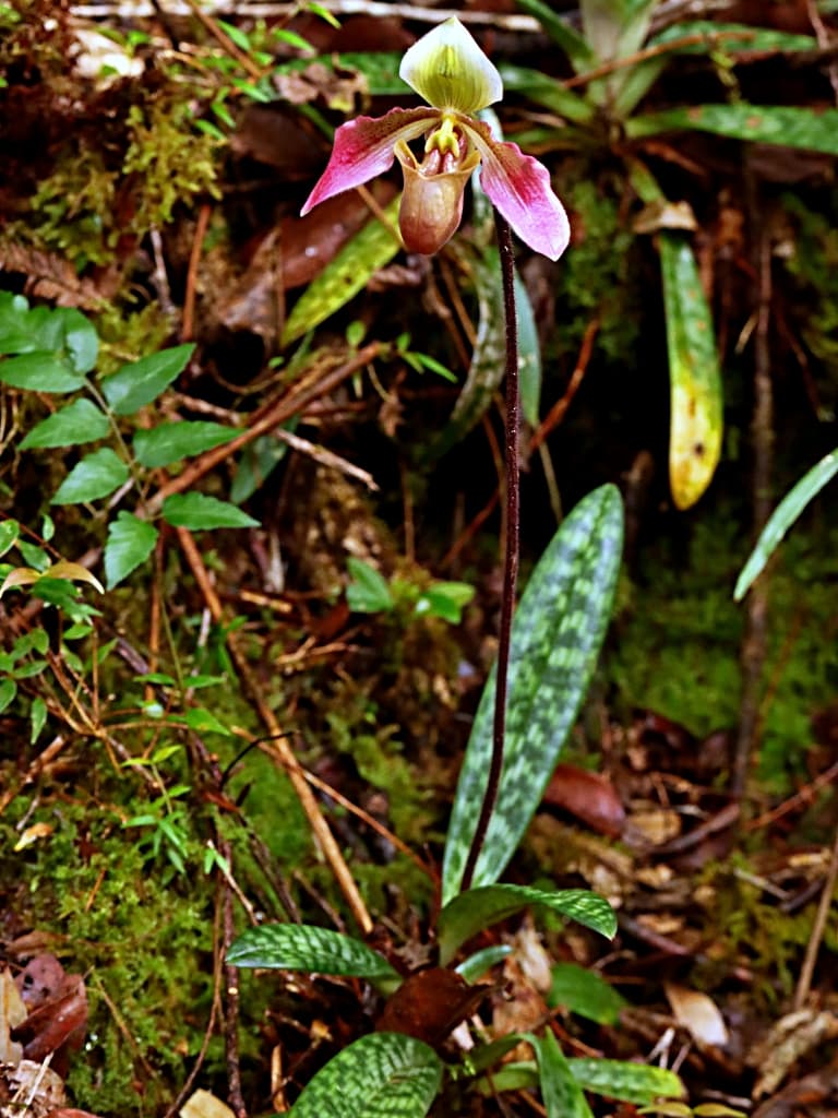 Paphiopedilum papuanum